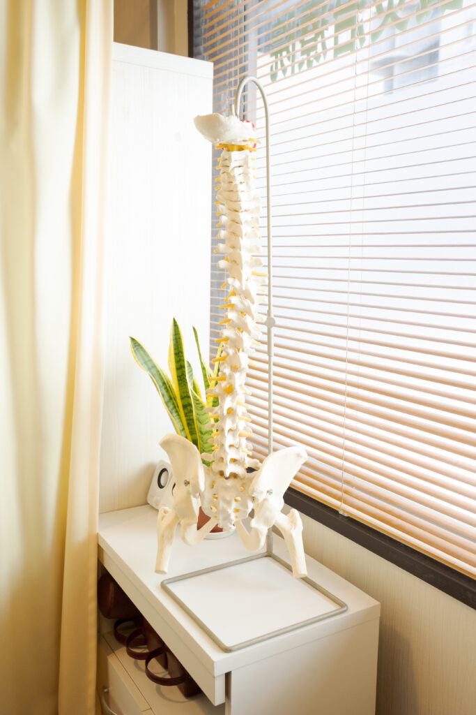 骨盤模型｜姿勢・ストレートネック